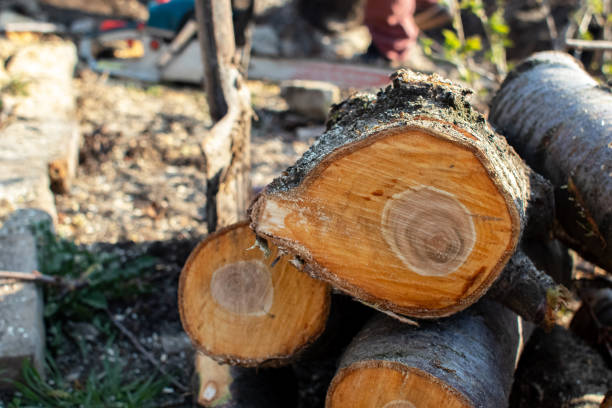 Professional Tree Removal Services in Northwood, IA