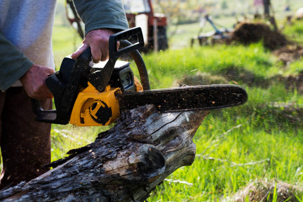 How Our Tree Care Process Works  in  Northwood, IA